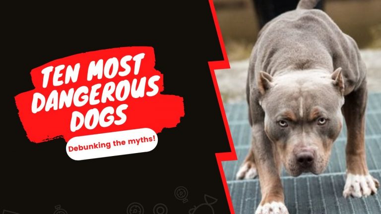 ANALYZING PETKEEN’S TEN MOST DANGEROUS DOG BREEDS!!!