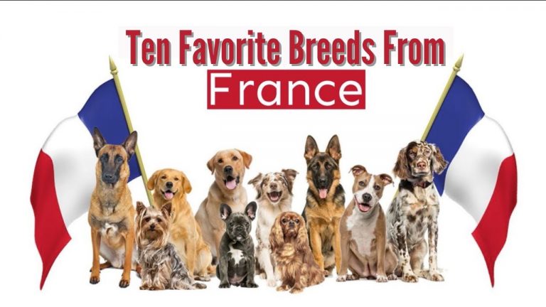 MY TEN FAVORITE DOG BREEDS FROM FRANCE