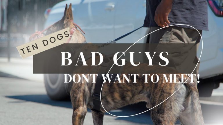 TEN DOGS BAD GUYS DON’T WANT TO ENCOUNTER