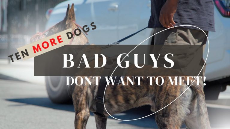 TEN MORE DOGS THE BAD GUYS DON’T WANT TO MEET!
