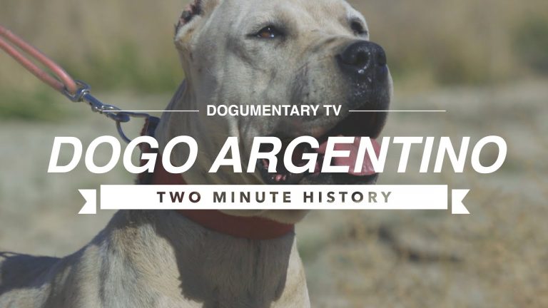 DOGO ARGENTINO: A TWO MINUTE HISTORY