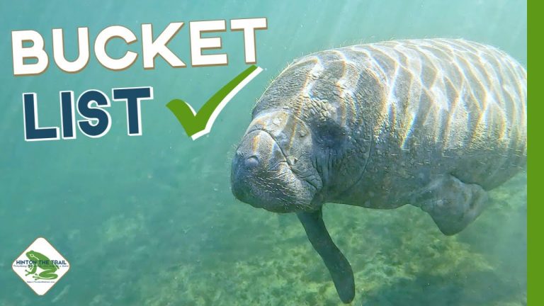 Swimming with Manatees in Crystal River | Best Harvest Hosts Location!!